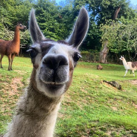 The Llama Farm France Saint-Cyr-Les-Champagnes Exterior foto