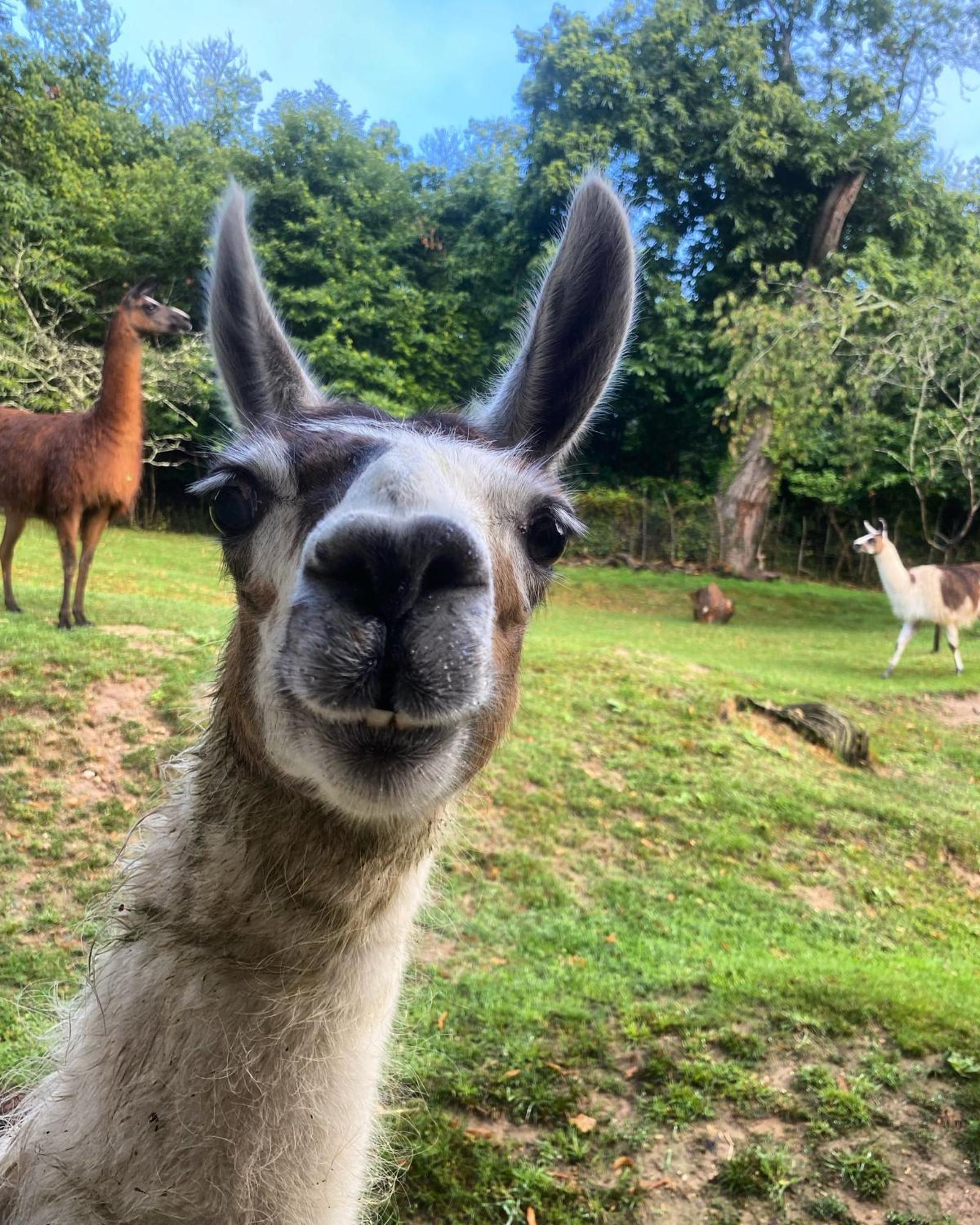 The Llama Farm France Saint-Cyr-Les-Champagnes Exterior foto
