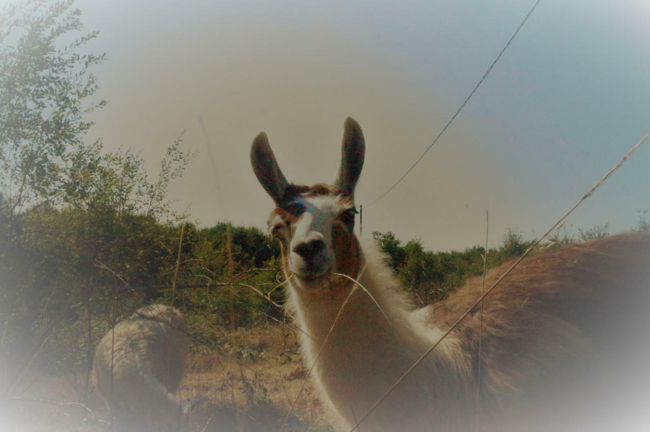 The Llama Farm France Saint-Cyr-Les-Champagnes Exterior foto