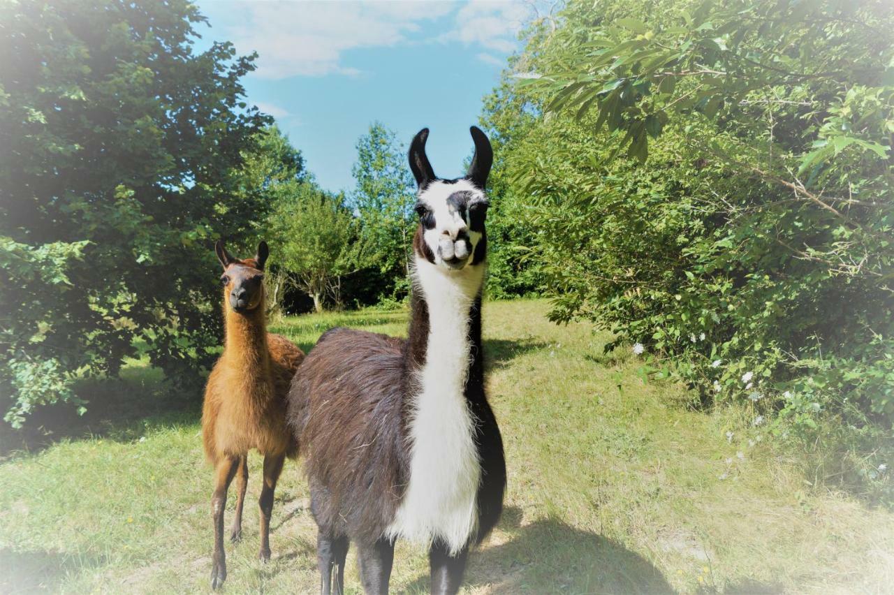 The Llama Farm France Saint-Cyr-Les-Champagnes Exterior foto