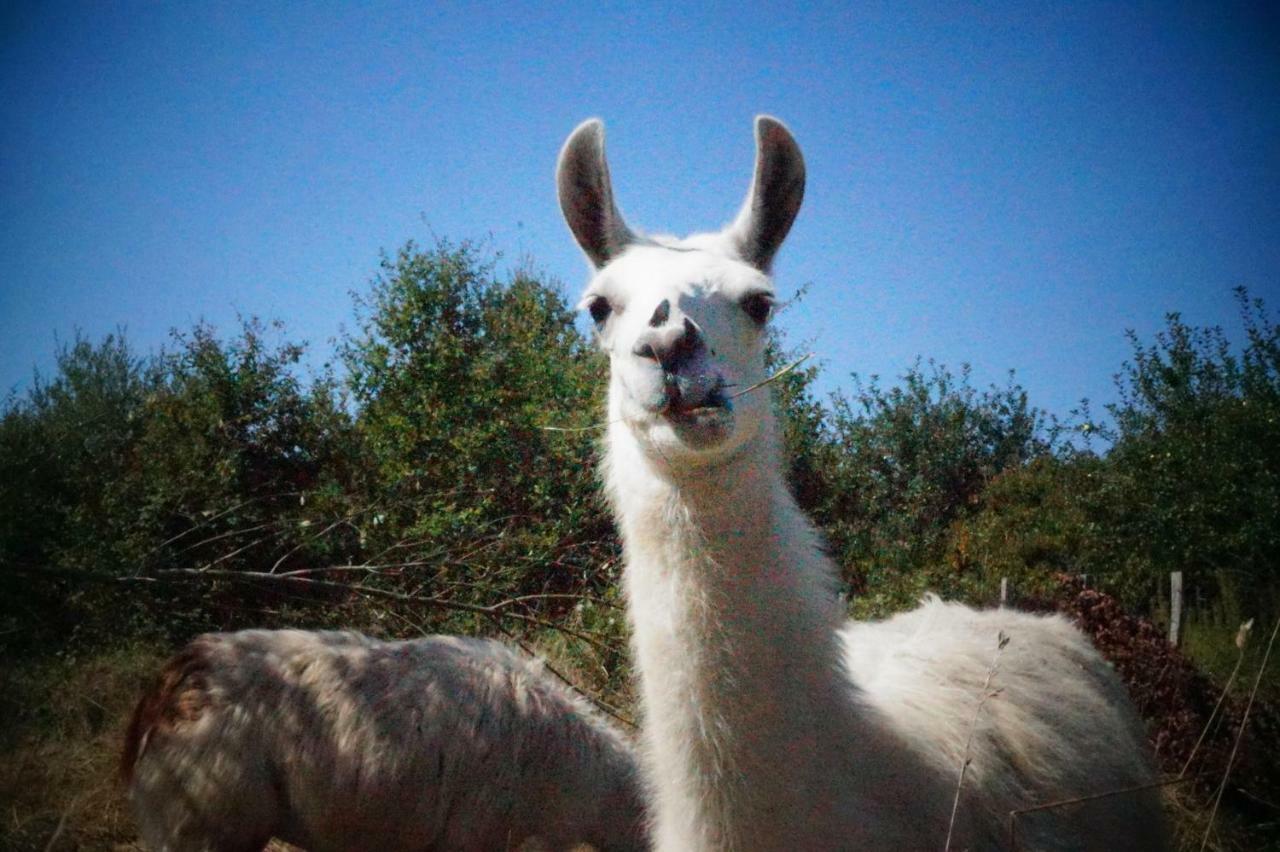 The Llama Farm France Saint-Cyr-Les-Champagnes Exterior foto